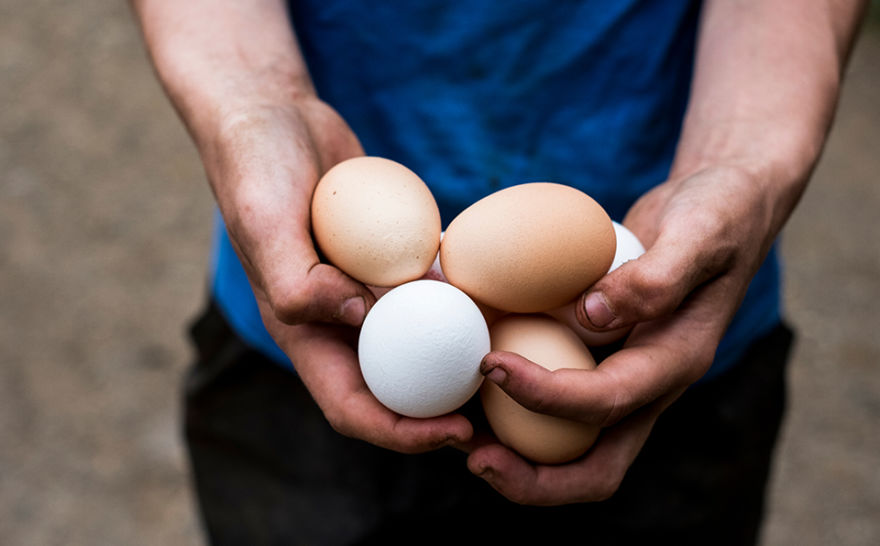 Eggs and regenerative medicine eggfarmers.ca