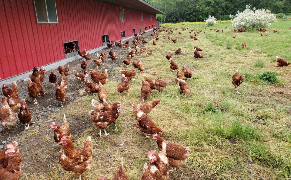 From enriched colony to free run and free range, learn about the different  types of hen housing in Canada