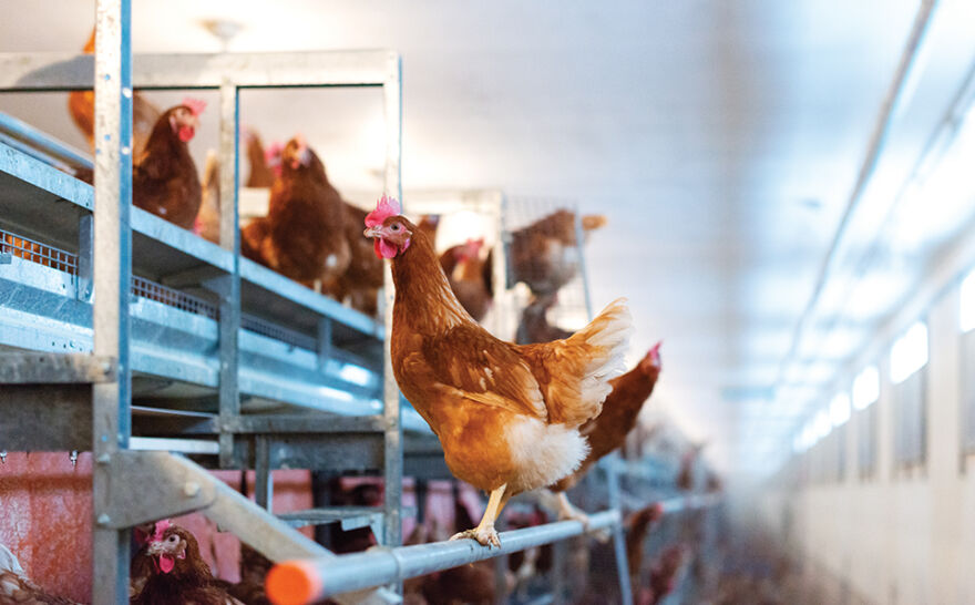 From enriched colony to free run and free range, learn about the