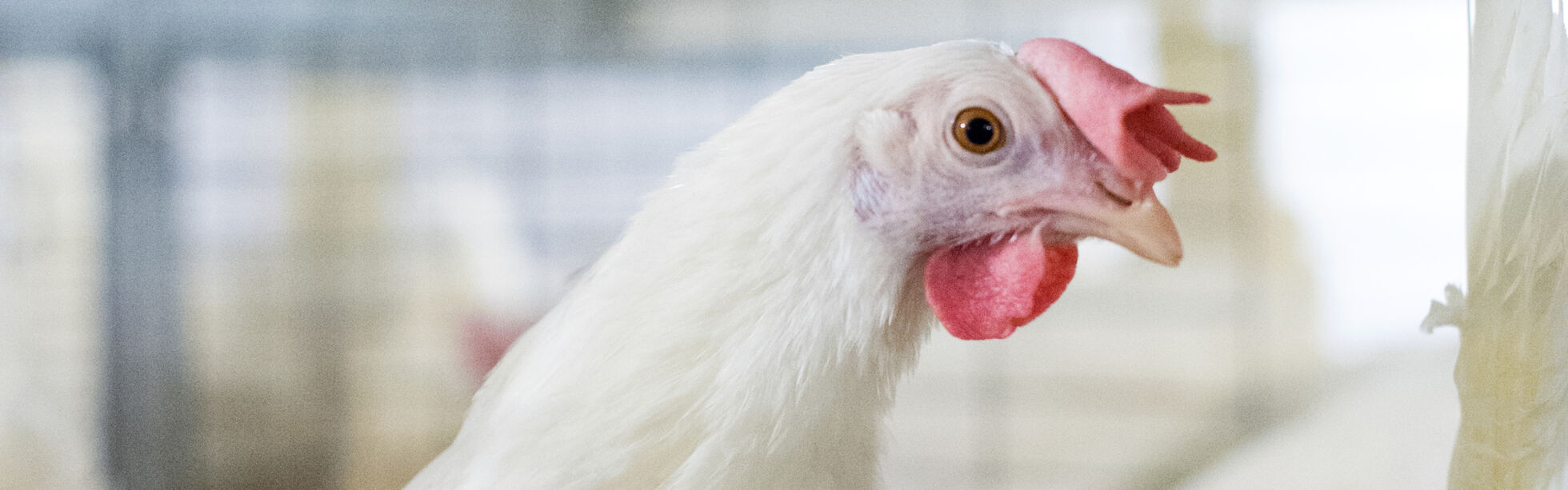 From enriched colony to free run and free range, learn about the